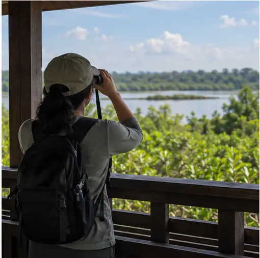 Wetland trail through coastal forest at Sungei Buloh