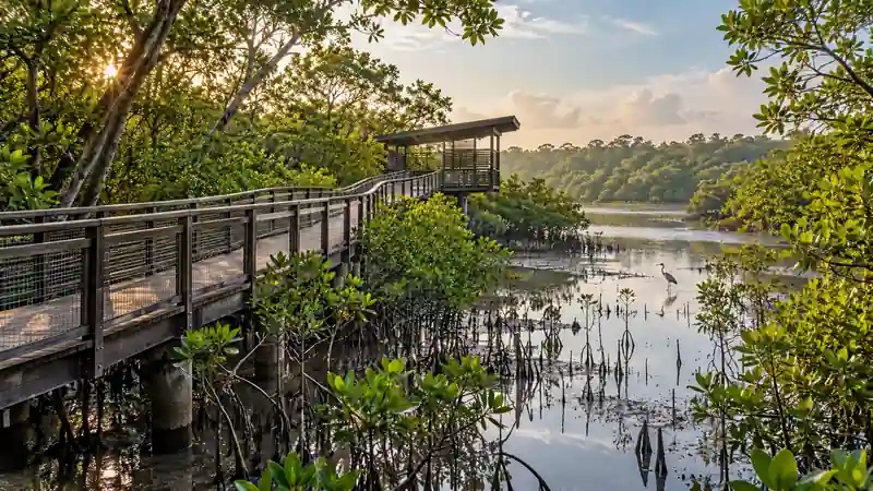 Mangrove boardwalk and tidal wetland at Sungei Buloh Wetland Reserve